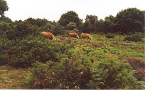 Highland Cattle on the Heath